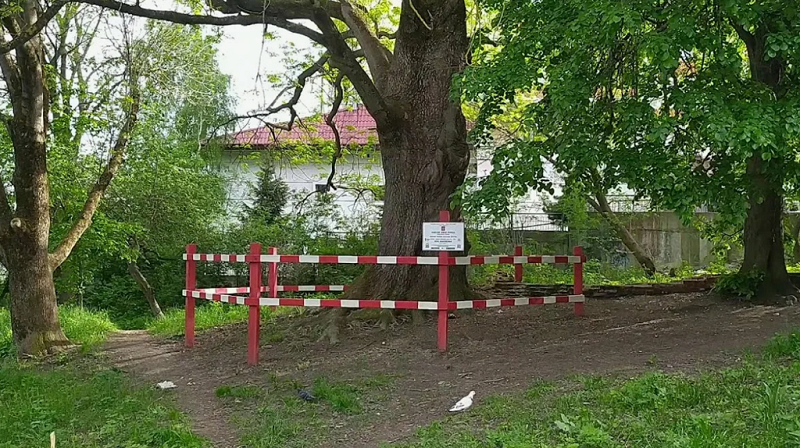 Брянский памятник природы «Ясень-великан» будет уничтожен – решение комиссии по обследованию зеленых насаждений