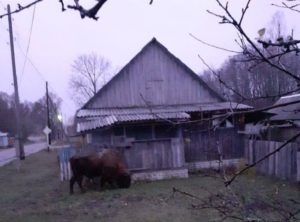 Людей приглашают в гости к брянским зубрам. Зубры сами вышли к людям