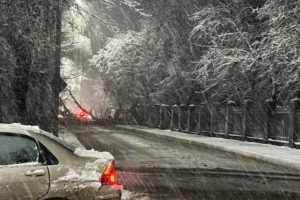 Упавшее дерево перекрыло движение на улице Горького в Брянске