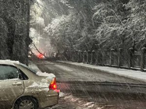 Упавшее дерево перекрыло движение на улице Горького в Брянске