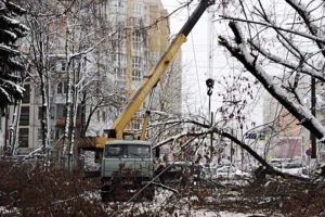 В Брянске убрали 87 поваленных снегопадом деревьев