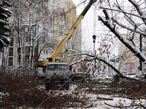 Нечищеные улицы, десятки упавших деревьев: Брянск пытается справиться с последствиями очередного снегопада