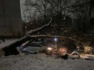 Последствия непогоды в Брянске: городские спасатели убрали более 20 поваленных деревьев