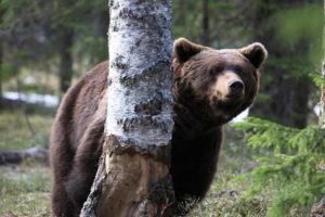 Брянский краеведческий музей в День медведя устроит «Мишкин день»