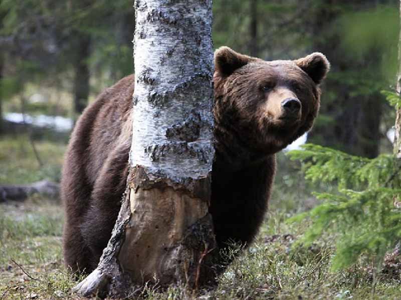 Брянский краеведческий музей в День медведя устроит «Мишкин день»