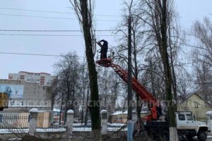 Власти Брянска похвастались спилом аварийного тополя. Целого одного из многих