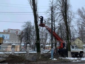 Власти Брянска похвастались спилом аварийного тополя. Целого одного из многих