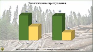 Больше половины брянских экопреступлений в 2024 году были связаны с незаконной рубкой леса — статистика