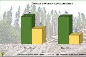 Больше половины брянских экопреступлений в 2024 году были связаны с незаконной рубкой леса — статистика