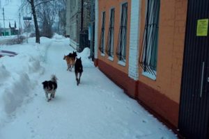 Клинцовский суд обязал городские власти выплатить 30 тысяч за нападение собаки на подростка