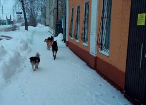 Клинцовский суд обязал городские власти выплатить 30 тысяч за нападение собаки на подростка