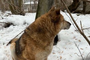 Брянские волонтёры ищут дом для собаки, которая осталась одна после гибели хозяина в пожаре