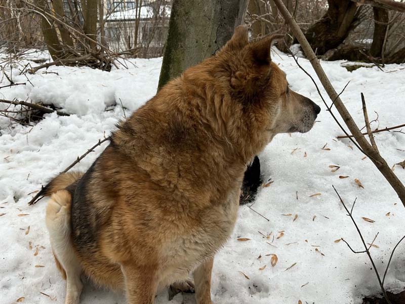 Брянские волонтёры ищут дом для собаки, которая осталась одна после гибели хозяина в пожаре