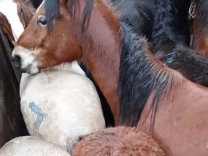 В Брянской области «отловили» три десятка лошадей-«нелегалов»