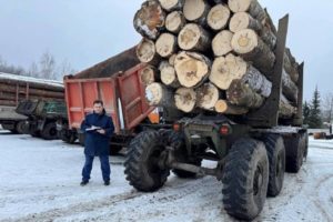 Чёрные лесорубы вырубили на границе брянского и калужского лесов деревьев на миллион рублей