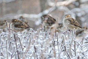 Синоптики прогнозируют Брянску возвращение зимы и похолодание до -10 ºC